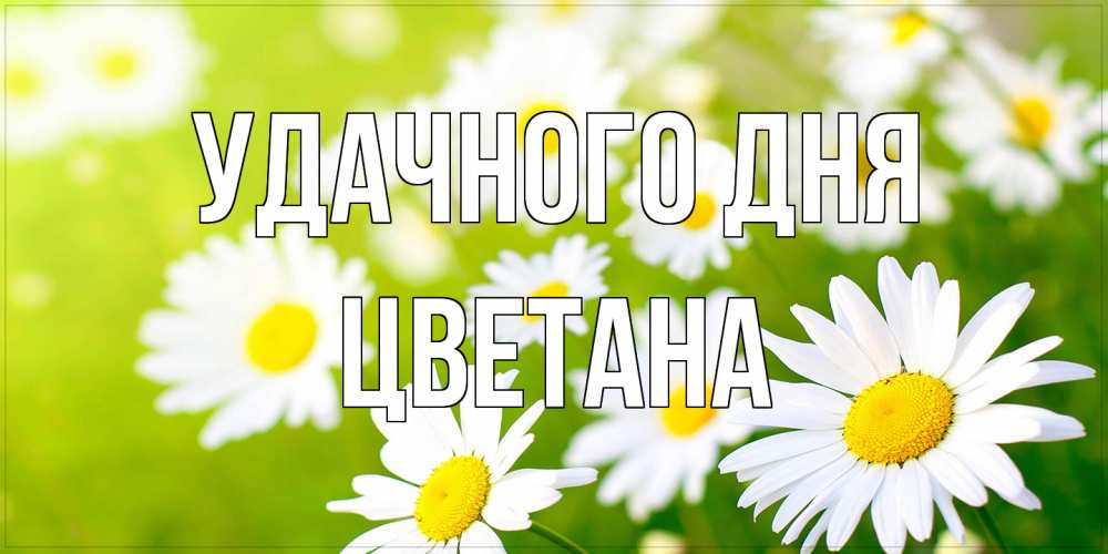 Открытка на каждый день с именем, Цветана Удачного дня открытка с ромашками на зеленом фоне Прикольная открытка с пожеланием онлайн скачать бесплатно 