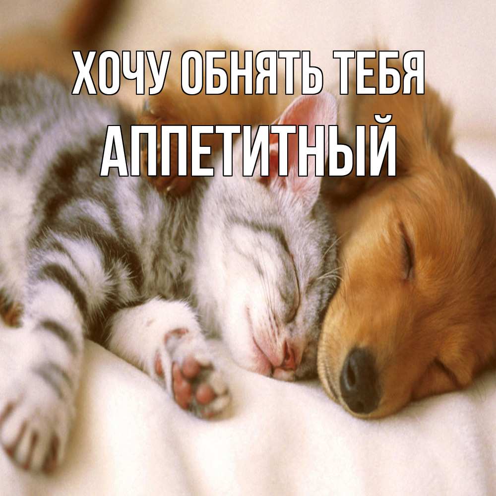 Открытка на каждый день с именем, Аппетитный Хочу обнять тебя пес и котенок Прикольная открытка с пожеланием онлайн скачать бесплатно 