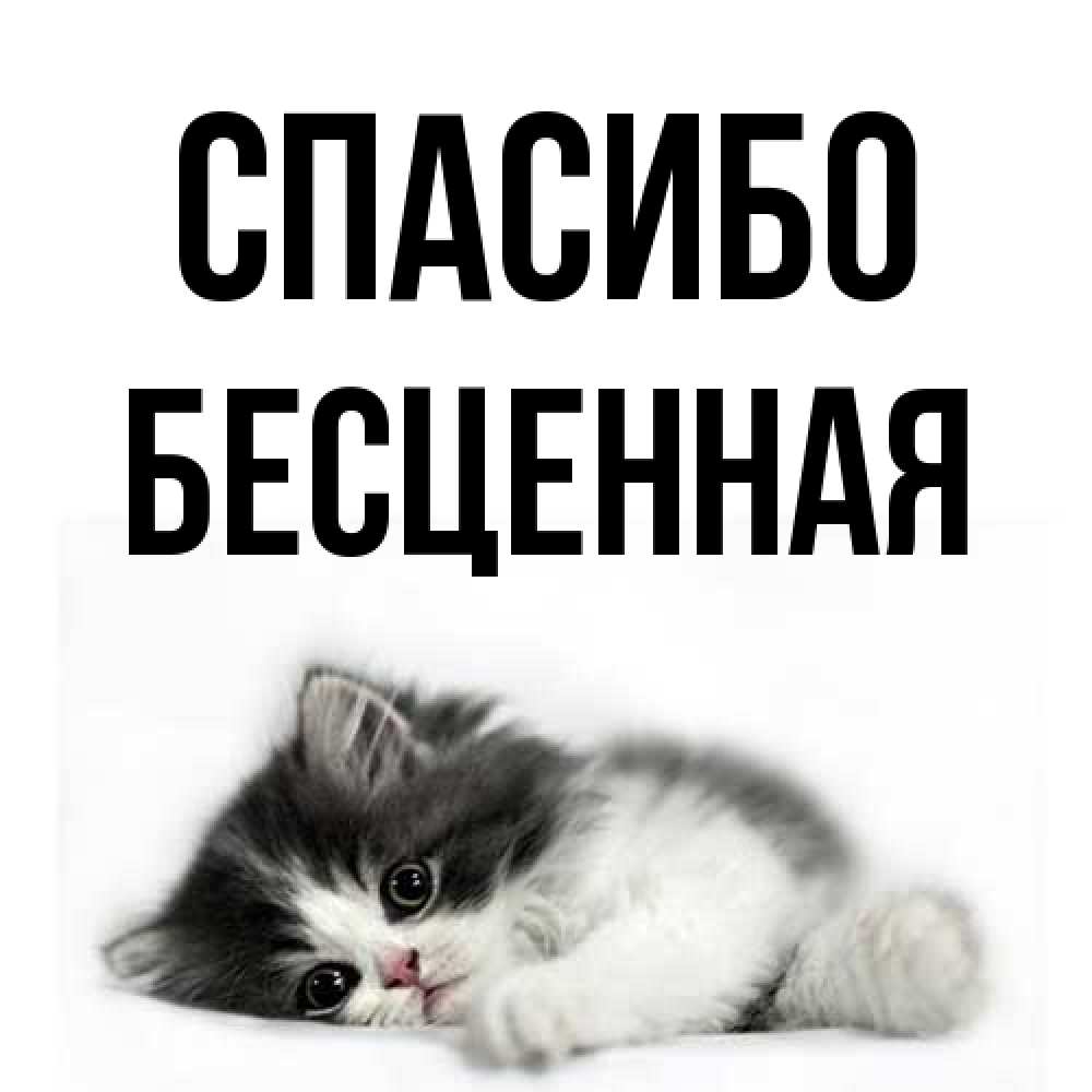 Открытка на каждый день с именем, Бесценная Спасибо черный и белый кот Прикольная открытка с пожеланием онлайн скачать бесплатно 