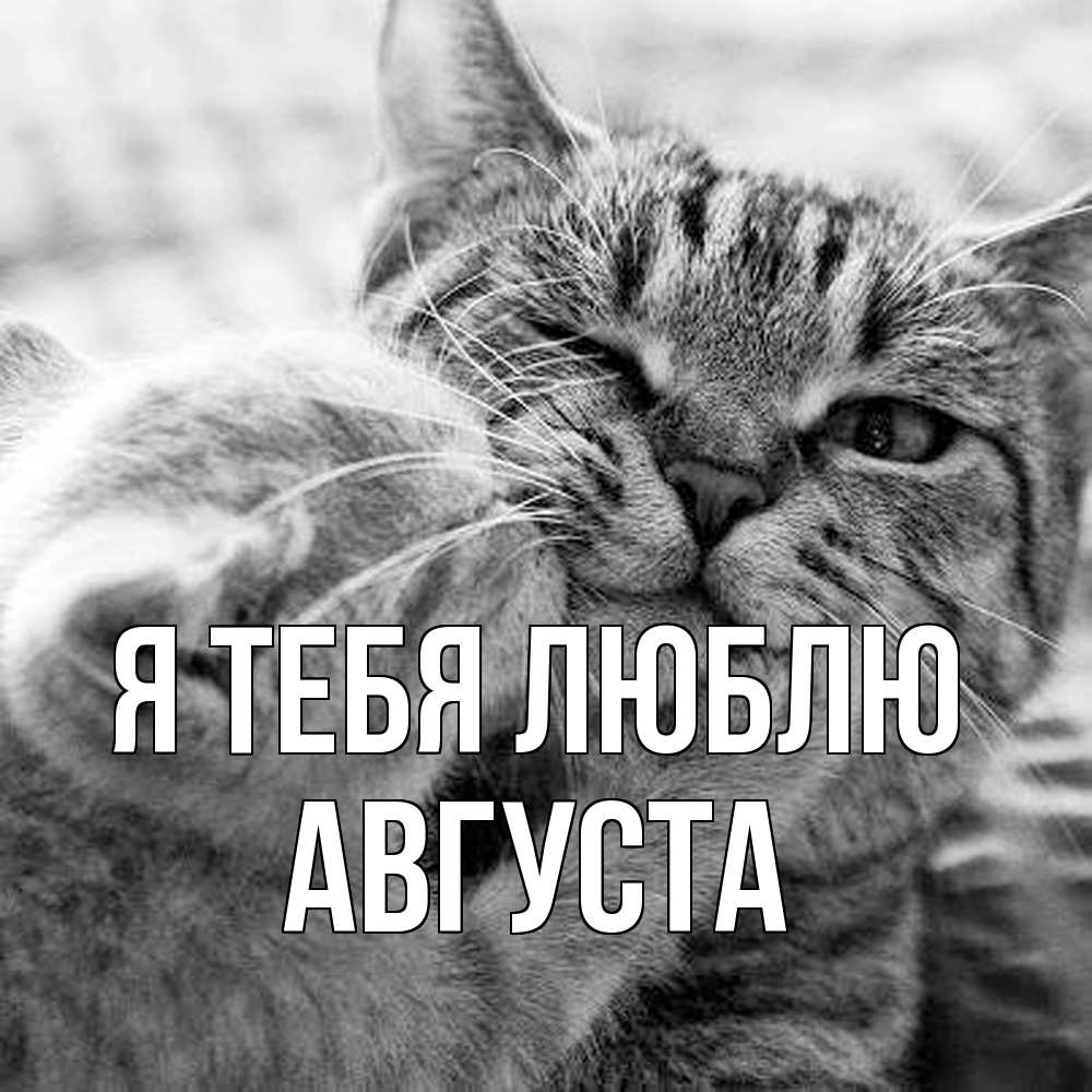 Открытка на каждый день с именем, Августа Я тебя люблю коты Прикольная открытка с пожеланием онлайн скачать бесплатно 