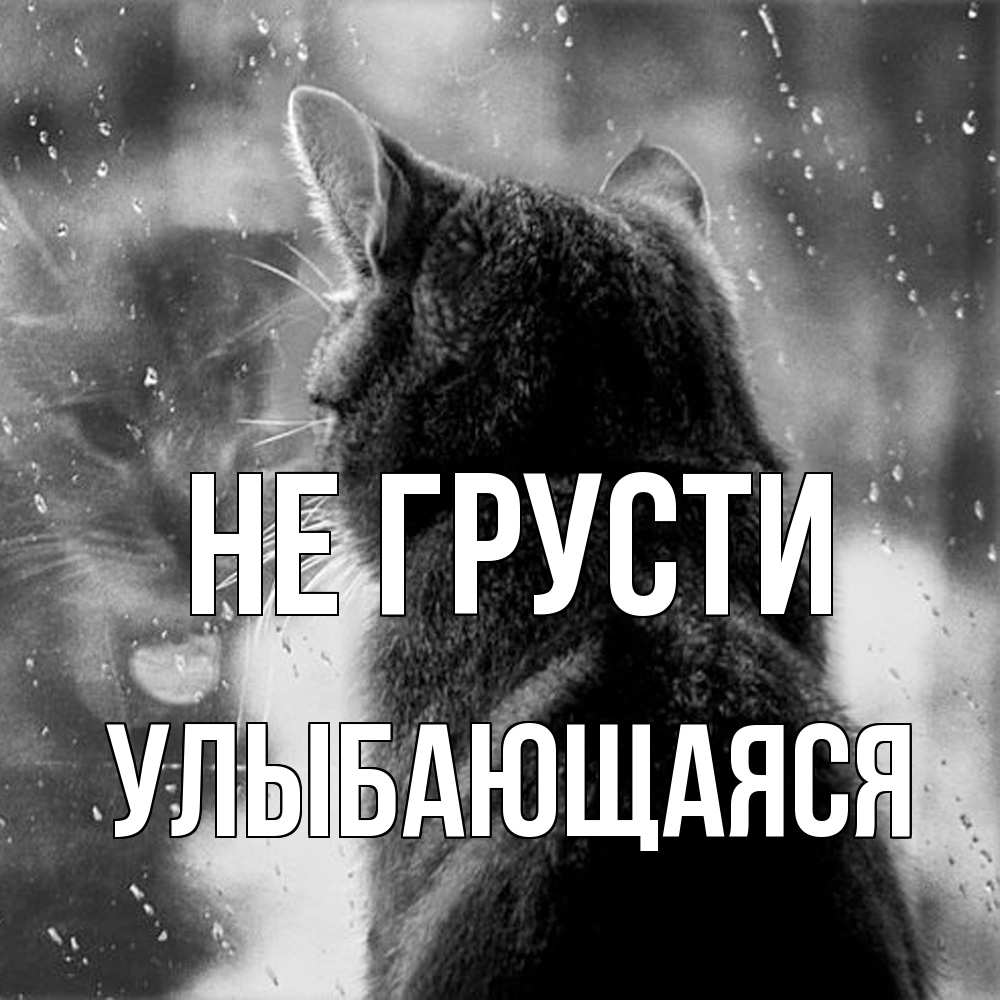 Открытка на каждый день с именем, Улыбающаяся Не грусти отражение кота 1 Прикольная открытка с пожеланием онлайн скачать бесплатно 