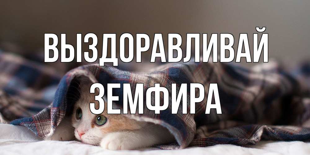 Открытка на каждый день с именем, Земфира Выздоравливай не болейте с котиком Прикольная открытка с пожеланием онлайн скачать бесплатно 