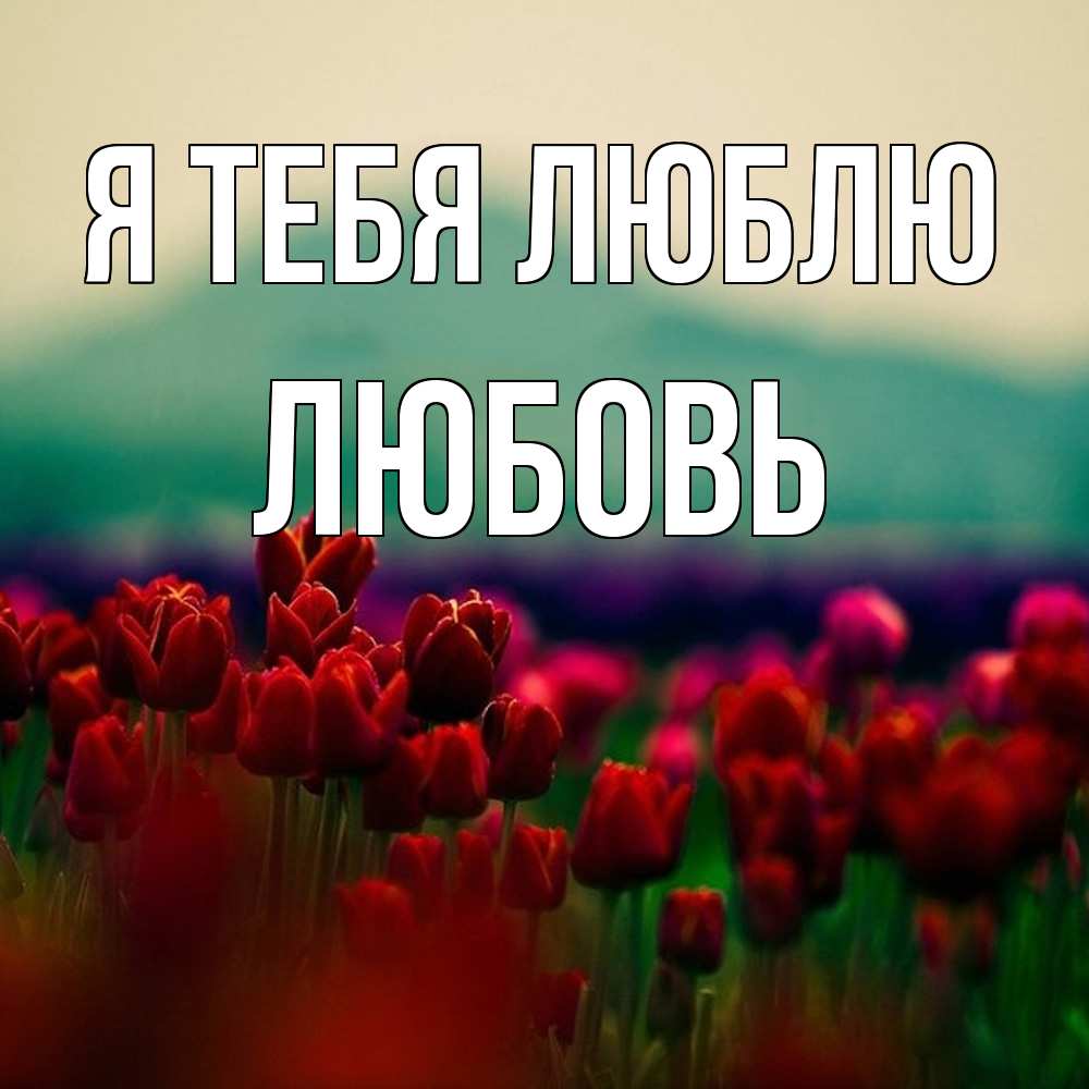 Открытка на каждый день с именем, Любовь Я тебя люблю тюльпаны 4 Прикольная открытка с пожеланием онлайн скачать бесплатно 
