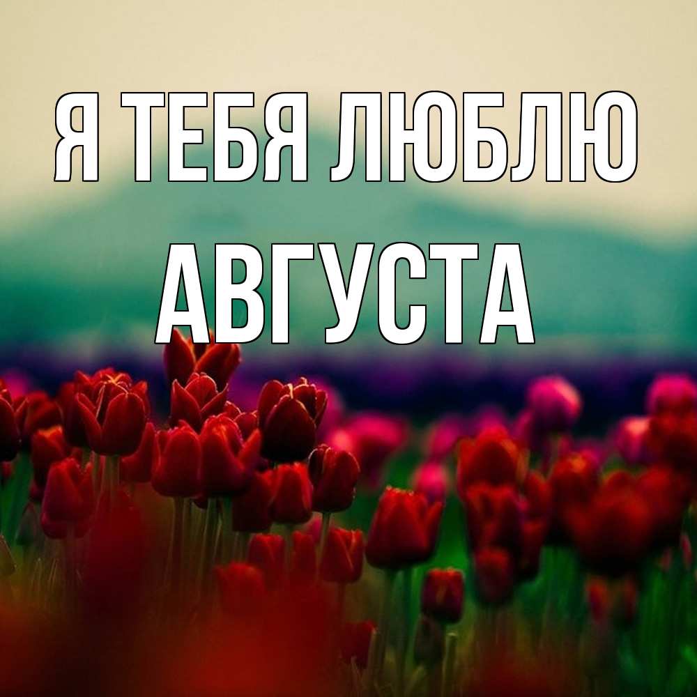 Открытка на каждый день с именем, Августа Я тебя люблю тюльпаны 4 Прикольная открытка с пожеланием онлайн скачать бесплатно 