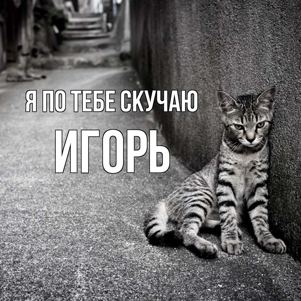 Открытка на каждый день с именем, Игорь Я по тебе скучаю одиноко котику Прикольная открытка с пожеланием онлайн скачать бесплатно 