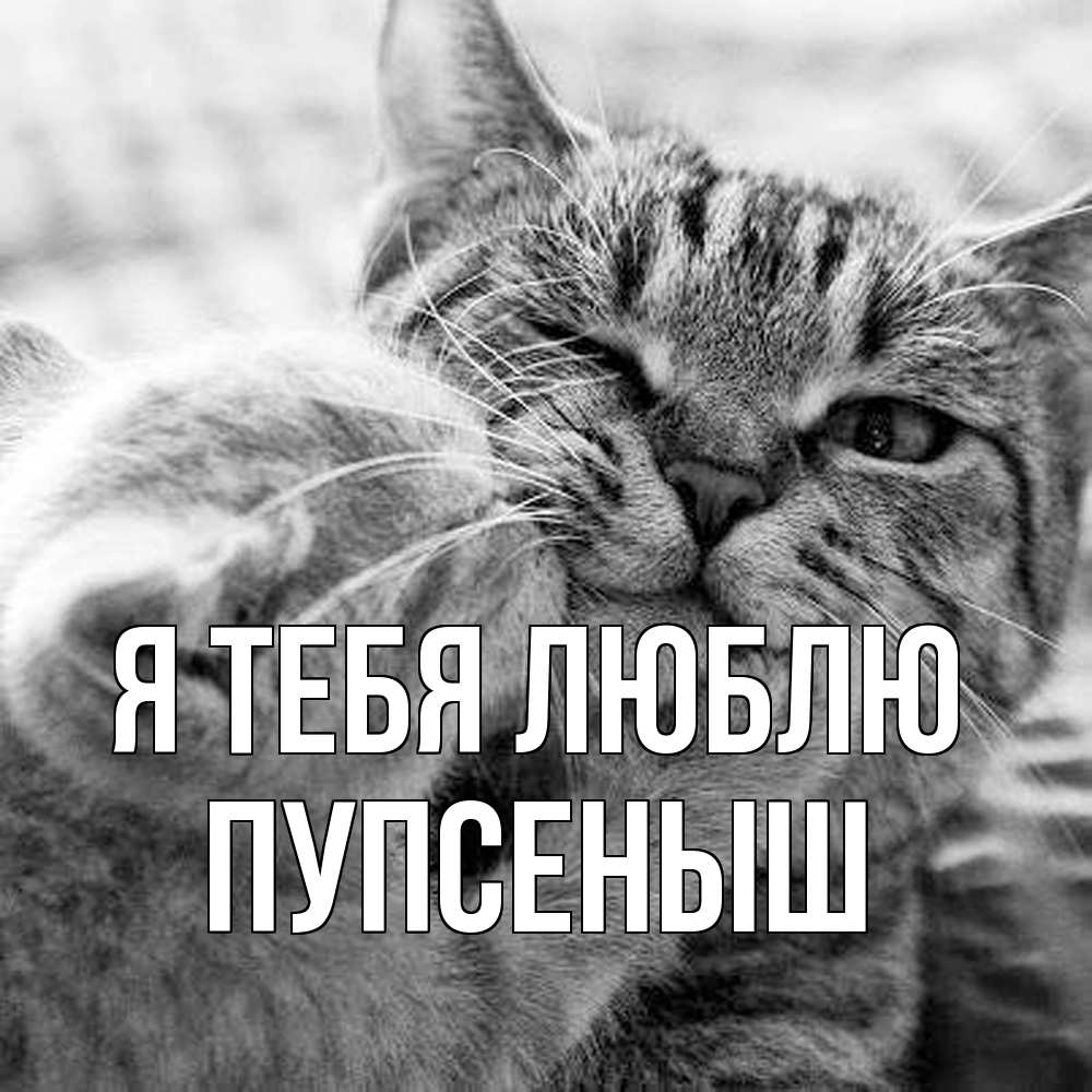 Открытка на каждый день с именем, пупсеныш Я тебя люблю коты Прикольная открытка с пожеланием онлайн скачать бесплатно 