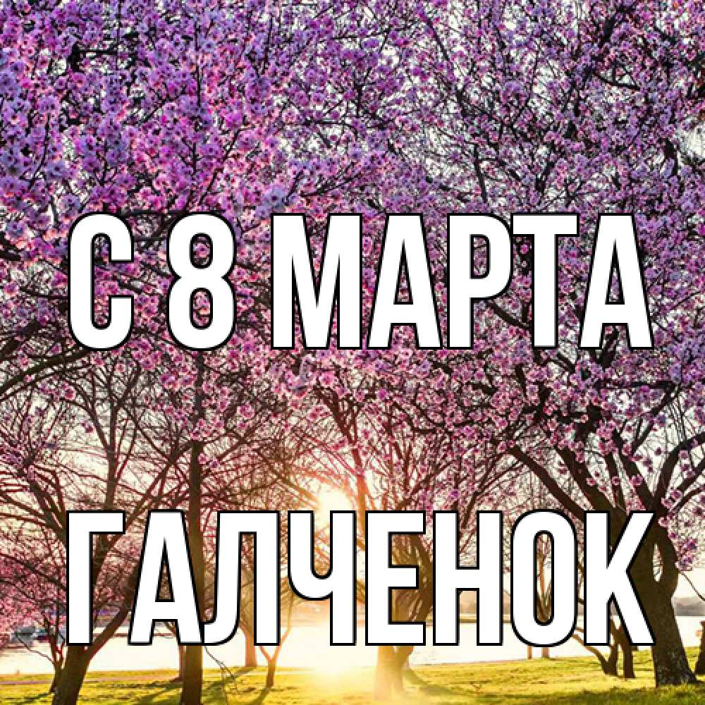 Открытка на каждый день с именем, Галченок C 8 МАРТА международный женский день Прикольная открытка с пожеланием онлайн скачать бесплатно 
