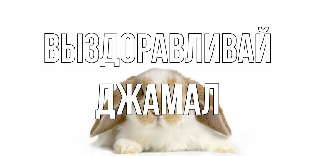 Открытка на каждый день с именем, Джамал Выздоравливай вислоухий кролик белого и коричневого цвета Прикольная открытка с пожеланием онлайн скачать бесплатно 