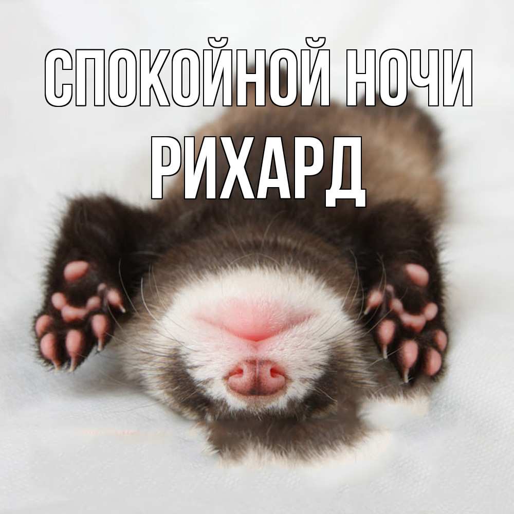 Открытка на каждый день с именем, Рихард Спокойной ночи зверек Прикольная открытка с пожеланием онлайн скачать бесплатно 