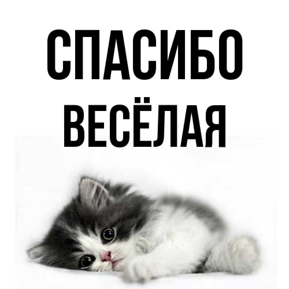 Открытка на каждый день с именем, Весёлая Спасибо черный и белый кот Прикольная открытка с пожеланием онлайн скачать бесплатно 