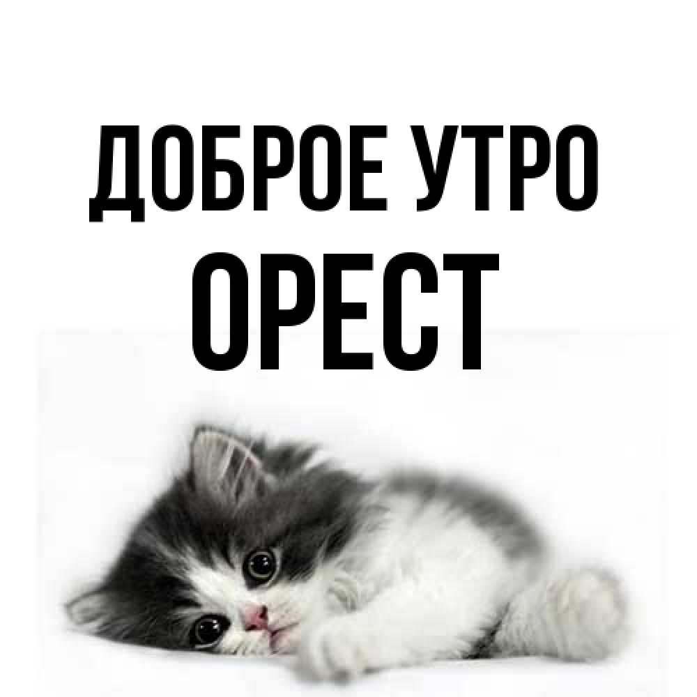 Открытка на каждый день с именем, Орест Доброе утро кот лапки Прикольная открытка с пожеланием онлайн скачать бесплатно 