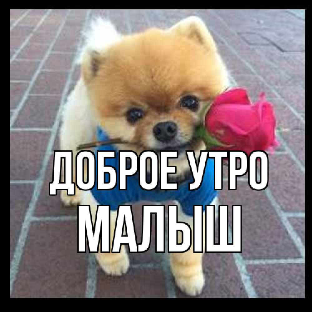 Открытка на каждый день с именем, Малыш Доброе утро роза в зубах Прикольная открытка с пожеланием онлайн скачать бесплатно 