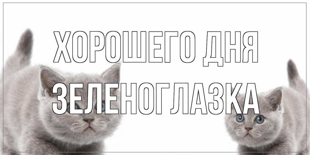 Открытка на каждый день с именем, зеленоглазка Хорошего дня открытка с котами Прикольная открытка с пожеланием онлайн скачать бесплатно 