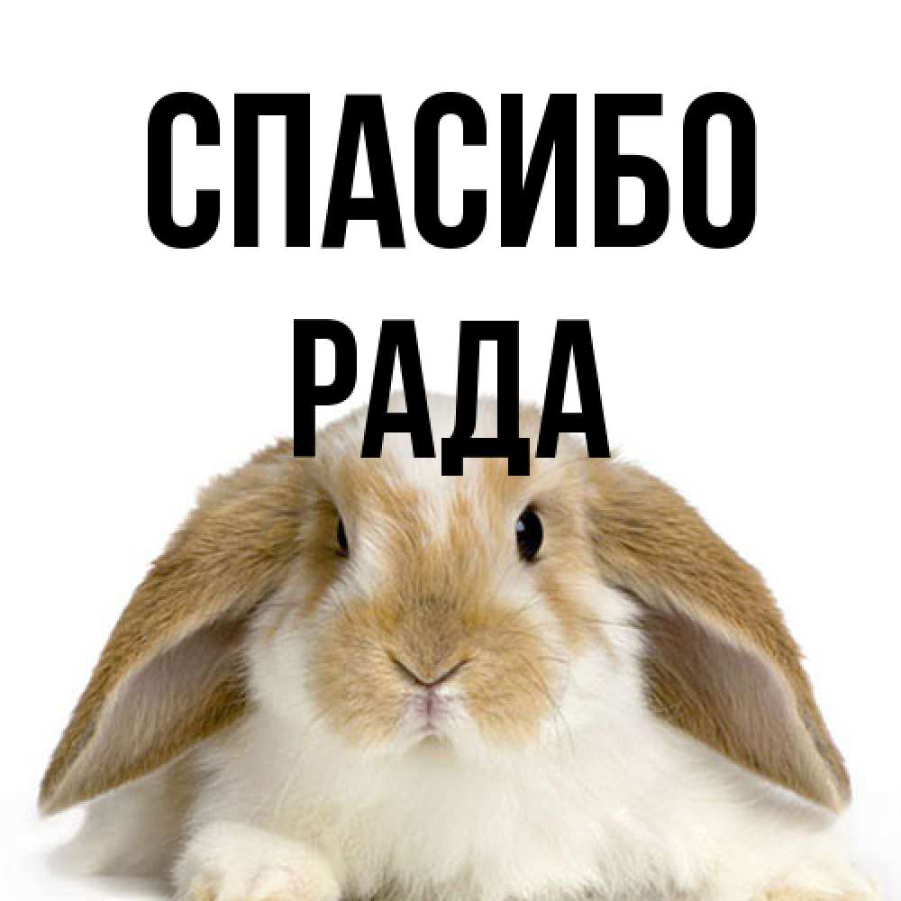 Открытка на каждый день с именем, Рада Спасибо коричнево белый заяц Прикольная открытка с пожеланием онлайн скачать бесплатно 