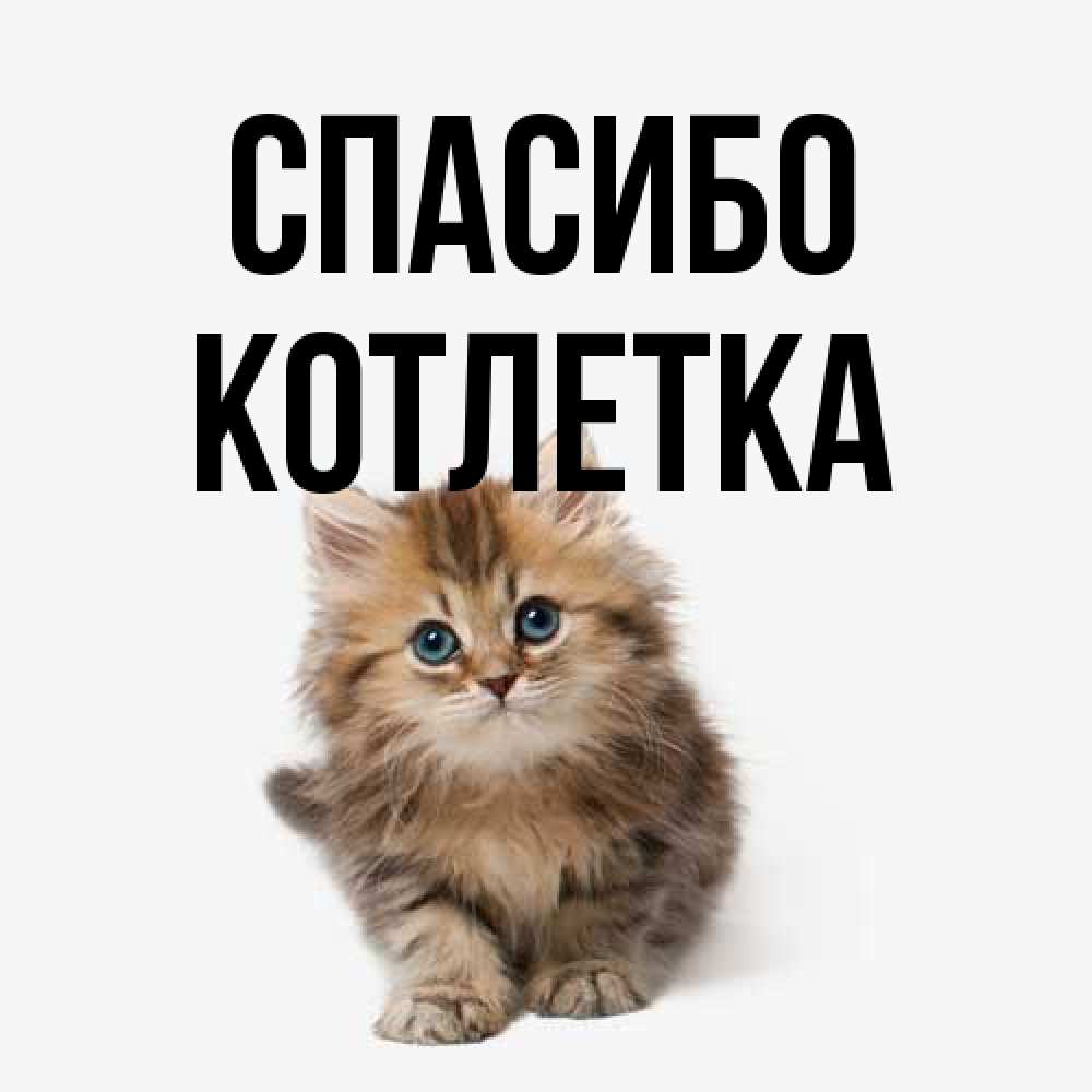 Открытка на каждый день с именем, Котлетка Спасибо пушистый котик Прикольная открытка с пожеланием онлайн скачать бесплатно 