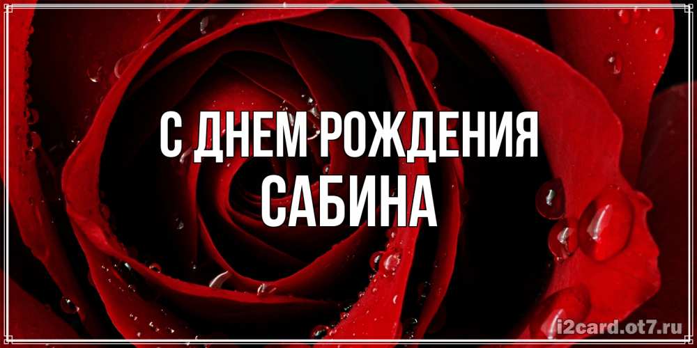 Открытка на каждый день с именем, Сабина С днем рождения крупная бордовая роза Прикольная открытка с пожеланием онлайн скачать бесплатно 