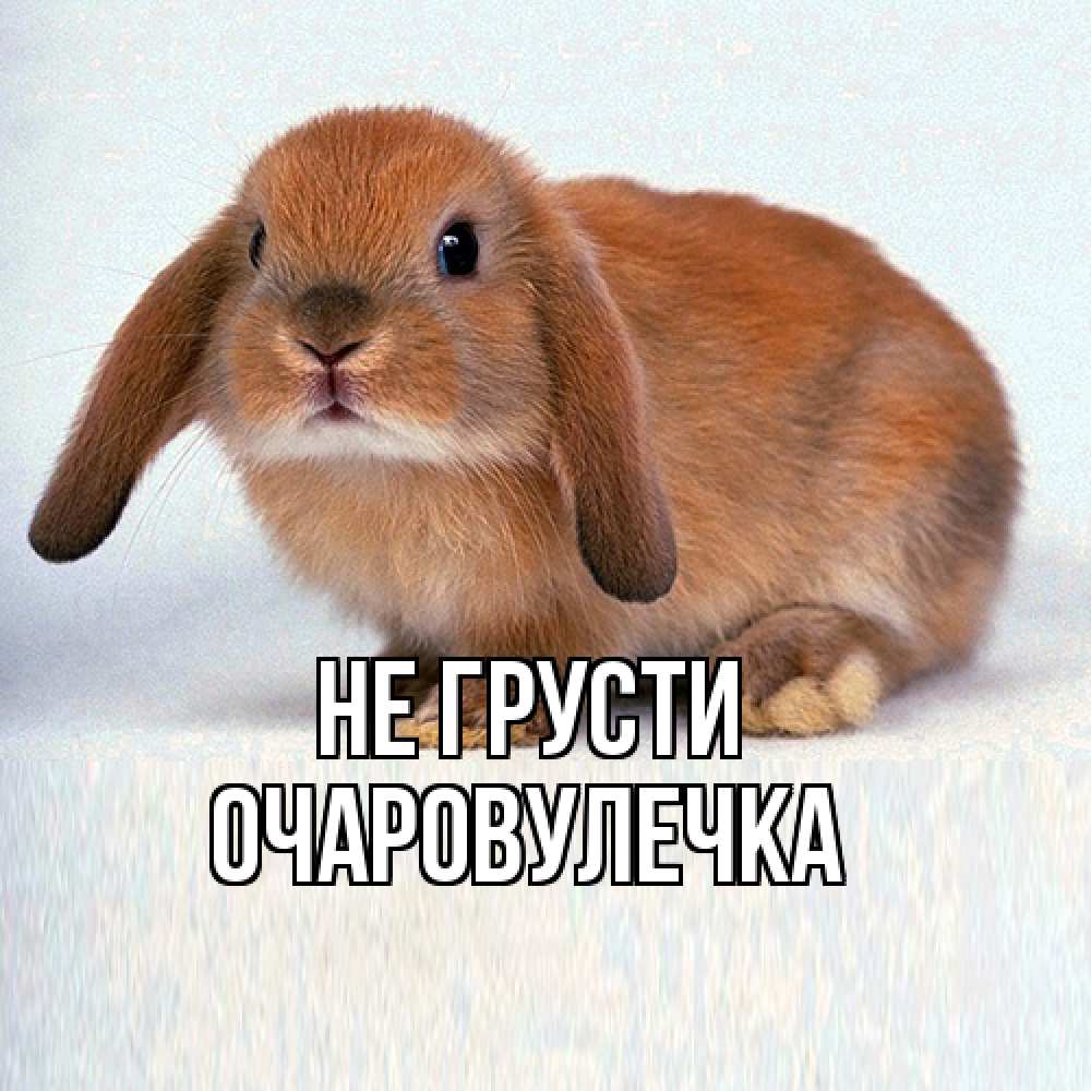 Открытка на каждый день с именем, Очаpовулечка Не грусти вислоухий рыжий кролик Прикольная открытка с пожеланием онлайн скачать бесплатно 