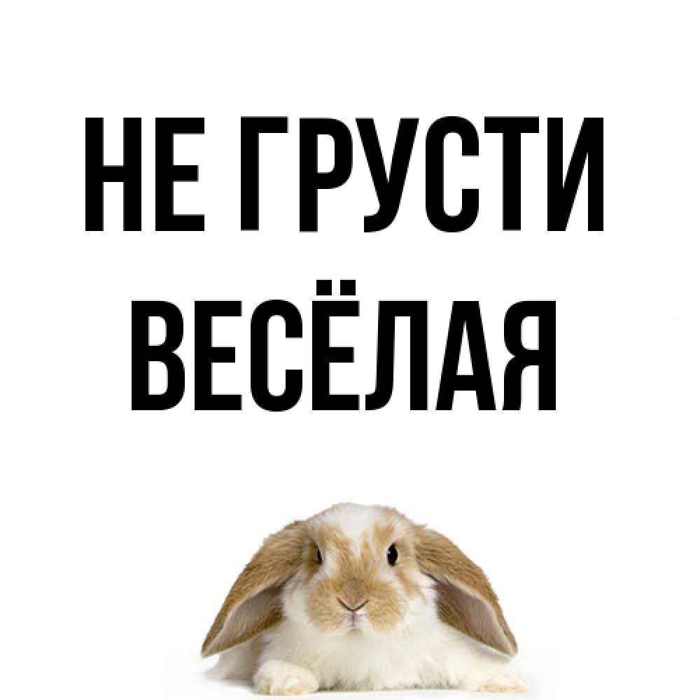 Открытка на каждый день с именем, Весёлая Не грусти коричнево белый заяц с большими ушками Прикольная открытка с пожеланием онлайн скачать бесплатно 