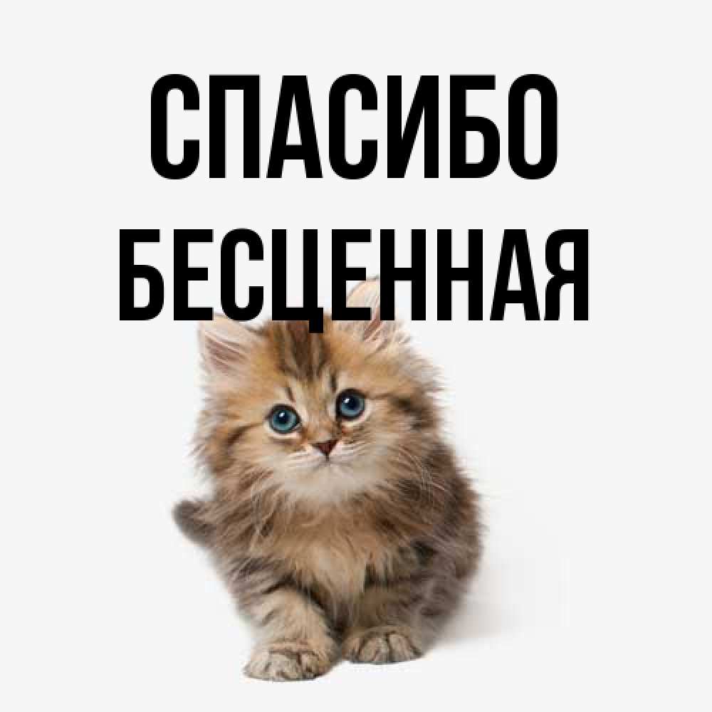 Открытка на каждый день с именем, Бесценная Спасибо пушистый котик Прикольная открытка с пожеланием онлайн скачать бесплатно 