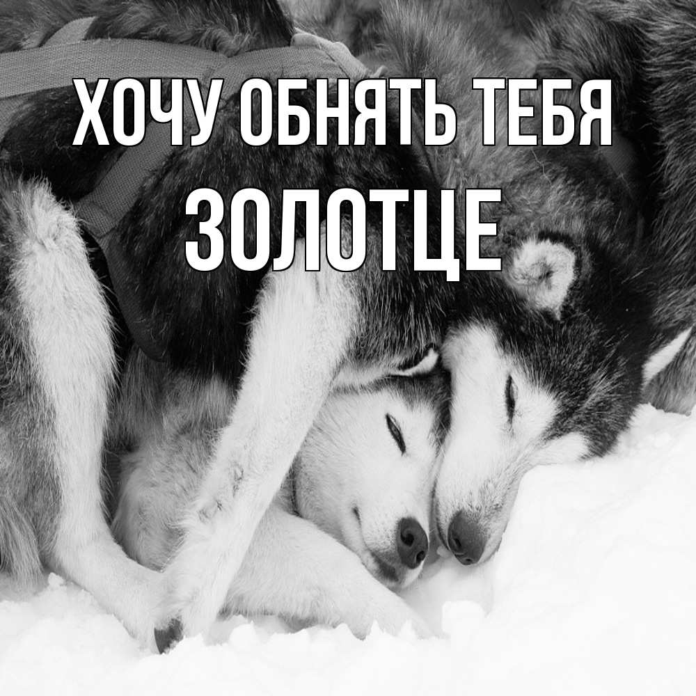 Открытка на каждый день с именем, Золотце Хочу обнять тебя собачки в упряжке Прикольная открытка с пожеланием онлайн скачать бесплатно 