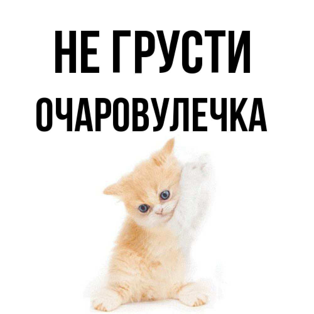 Открытка на каждый день с именем, Очаpовулечка Не грусти просящий кот Прикольная открытка с пожеланием онлайн скачать бесплатно 