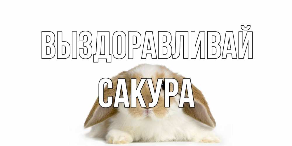 Открытка на каждый день с именем, Сакура Выздоравливай вислоухий кролик белого и коричневого цвета Прикольная открытка с пожеланием онлайн скачать бесплатно 