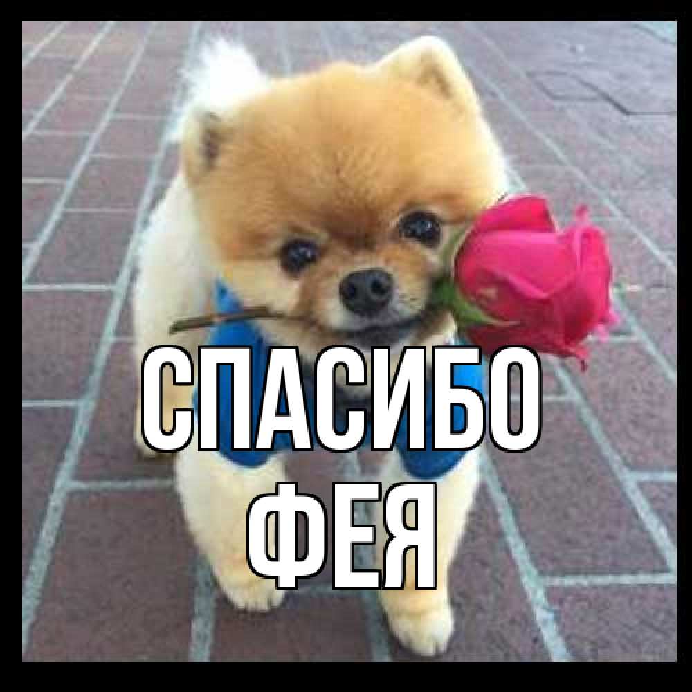 Открытка на каждый день с именем, фея Спасибо спасибо и дарю тебе цветок Прикольная открытка с пожеланием онлайн скачать бесплатно 