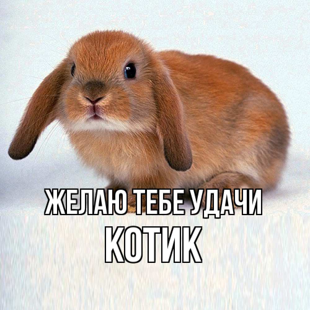 Открытка на каждый день с именем, Котик Желаю тебе удачи вставить текст в открытку по выбору Прикольная открытка с пожеланием онлайн скачать бесплатно 