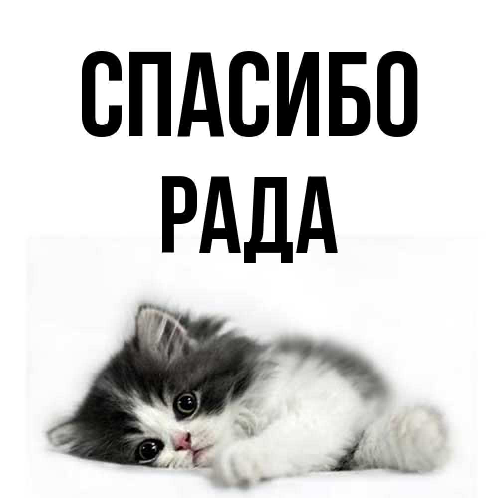 Открытка на каждый день с именем, Рада Спасибо черный и белый кот Прикольная открытка с пожеланием онлайн скачать бесплатно 