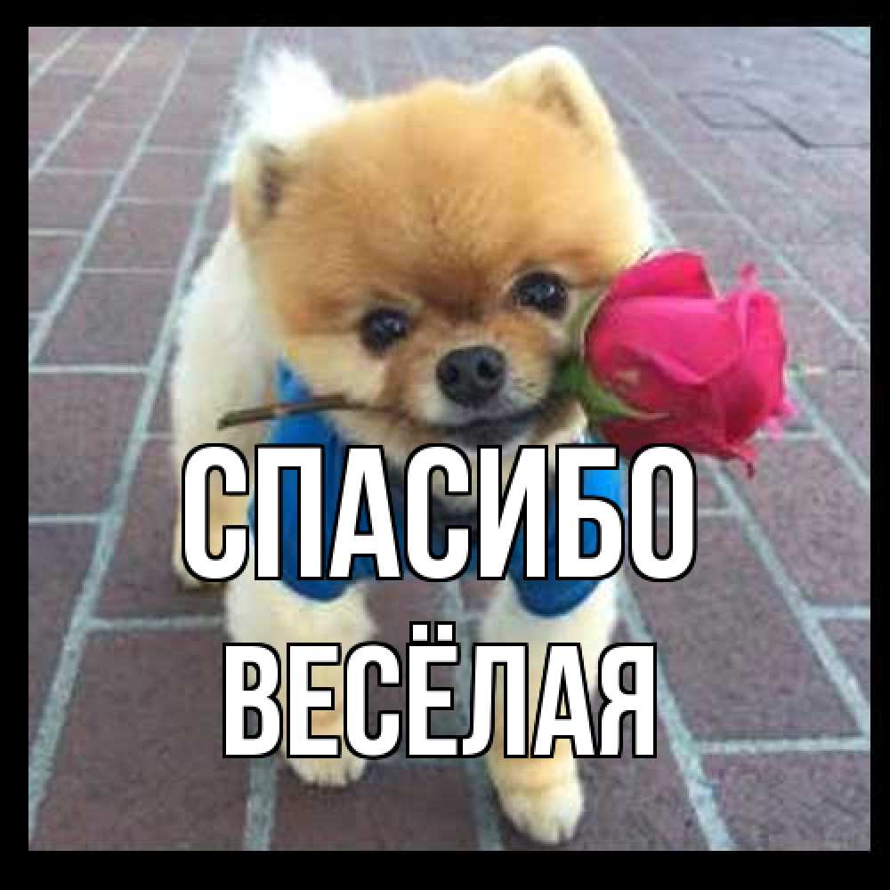 Открытка на каждый день с именем, Весёлая Спасибо спасибо и дарю тебе цветок Прикольная открытка с пожеланием онлайн скачать бесплатно 