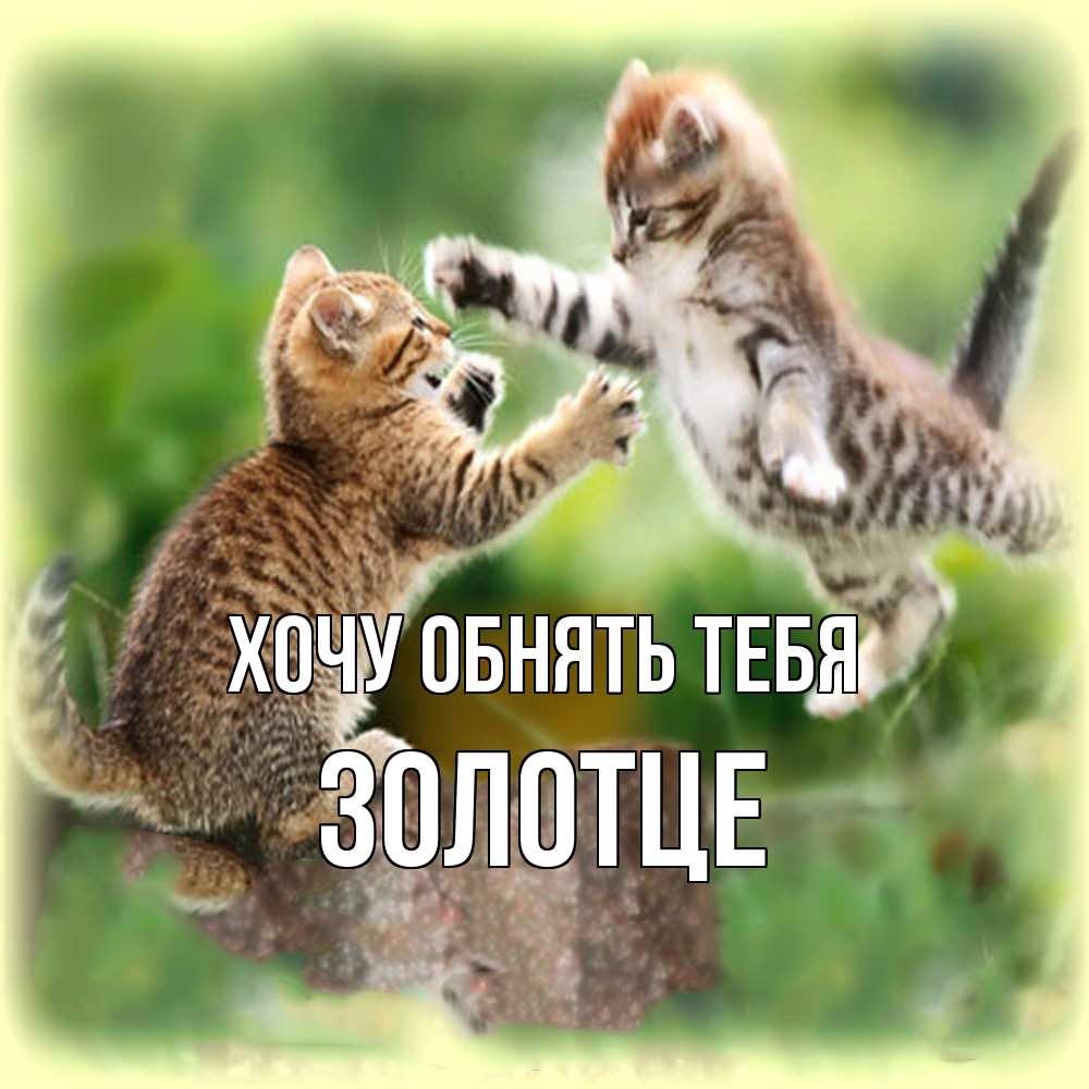 Открытка на каждый день с именем, Золотце Хочу обнять тебя игры котят Прикольная открытка с пожеланием онлайн скачать бесплатно 