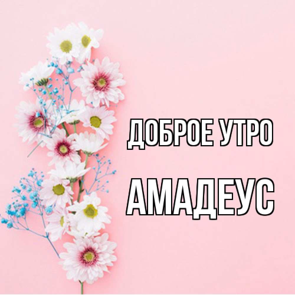 Открытка на каждый день с именем, Амадеус Доброе утро цветы с подписью Прикольная открытка с пожеланием онлайн скачать бесплатно 