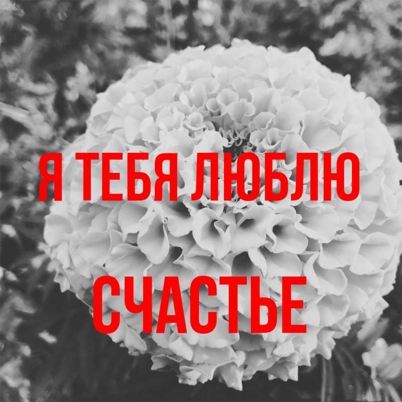 Картинка Я тебя люблю, счастье