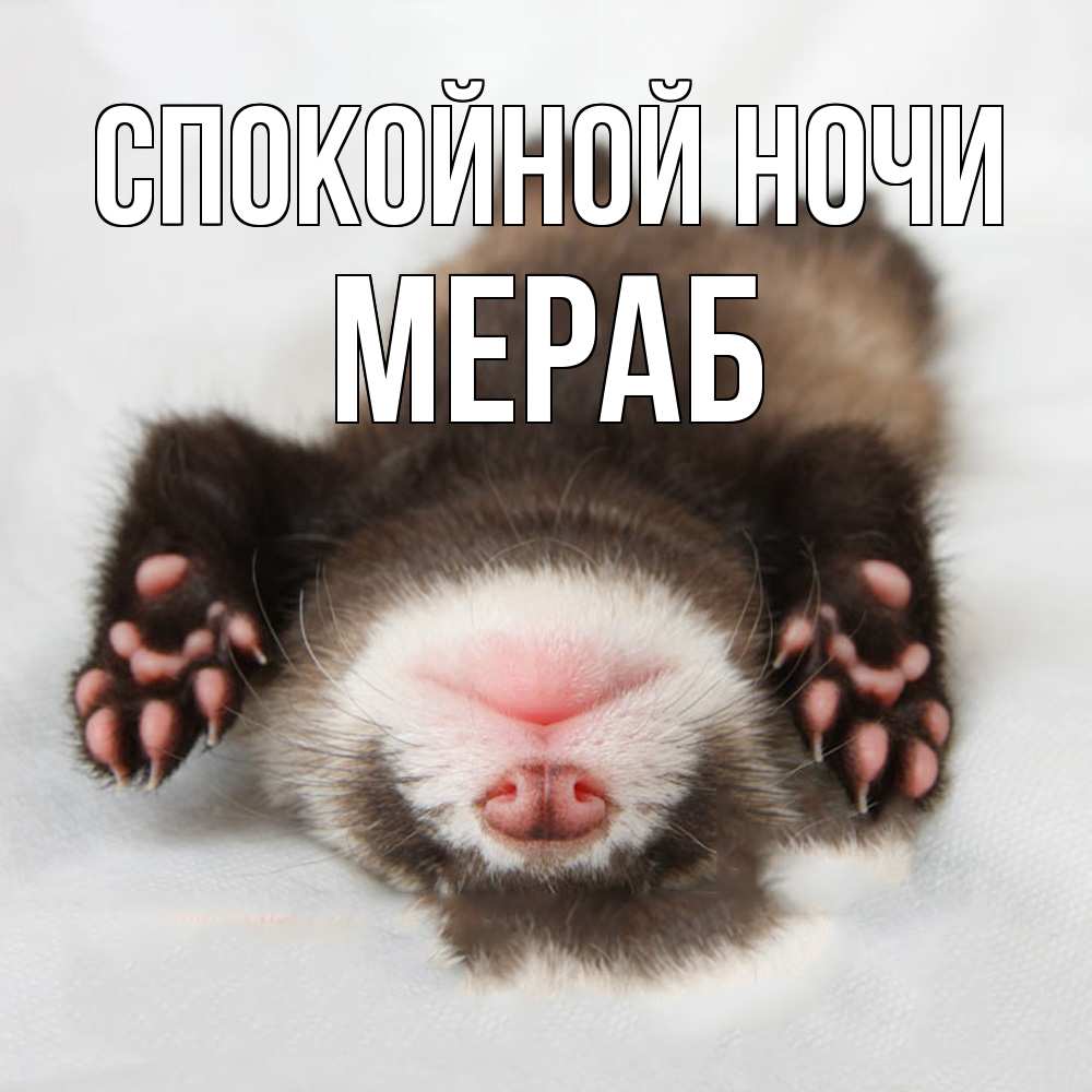 Открытка на каждый день с именем, Мераб Спокойной ночи зверек Прикольная открытка с пожеланием онлайн скачать бесплатно 