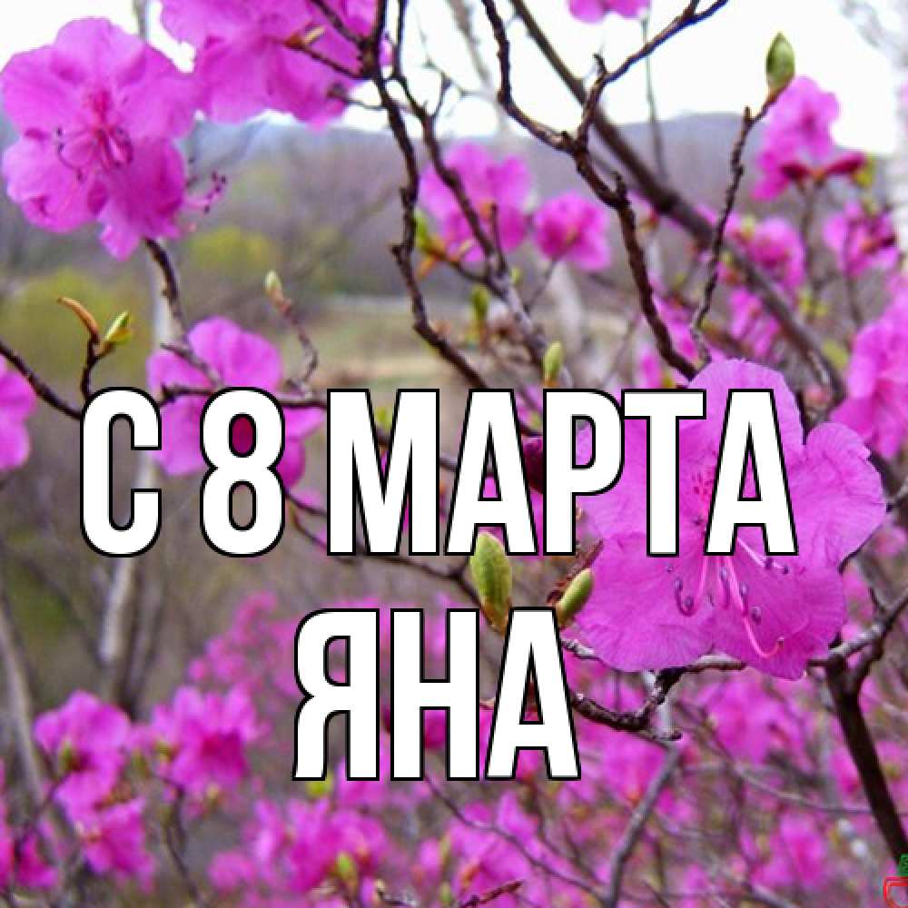 Открытка на каждый день с именем, Яна C 8 МАРТА международный женский день Прикольная открытка с пожеланием онлайн скачать бесплатно 
