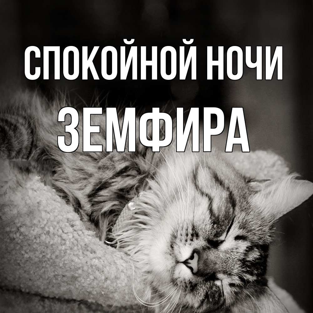 Открытка на каждый день с именем, Земфира Спокойной ночи котярик пушистый Прикольная открытка с пожеланием онлайн скачать бесплатно 