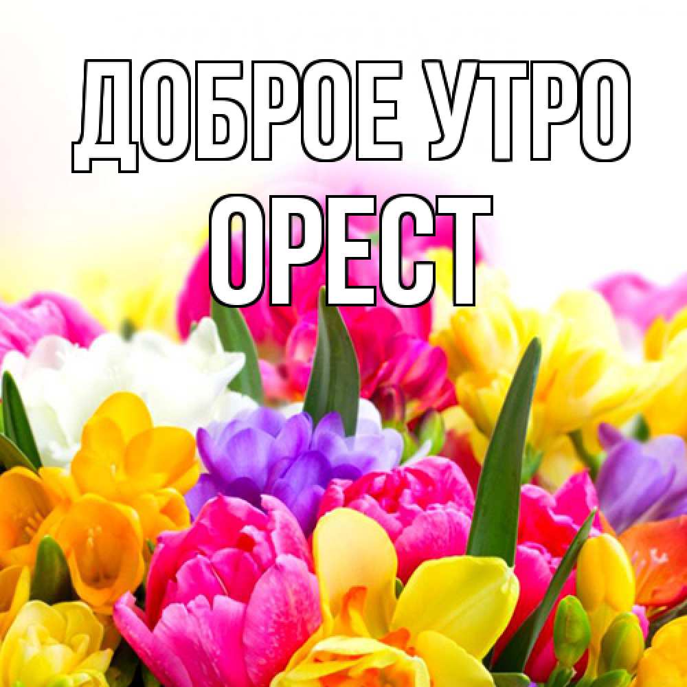 Открытка на каждый день с именем, Орест Доброе утро создать открытку со свое подписью Прикольная открытка с пожеланием онлайн скачать бесплатно 