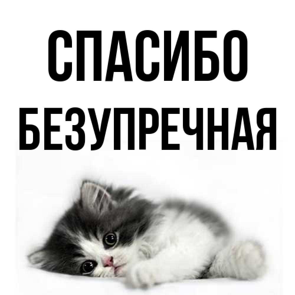 Открытка на каждый день с именем, Безупречная Спасибо черный и белый кот Прикольная открытка с пожеланием онлайн скачать бесплатно 