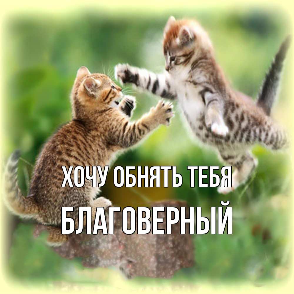 Открытка на каждый день с именем, Благоверный Хочу обнять тебя игры котят Прикольная открытка с пожеланием онлайн скачать бесплатно 