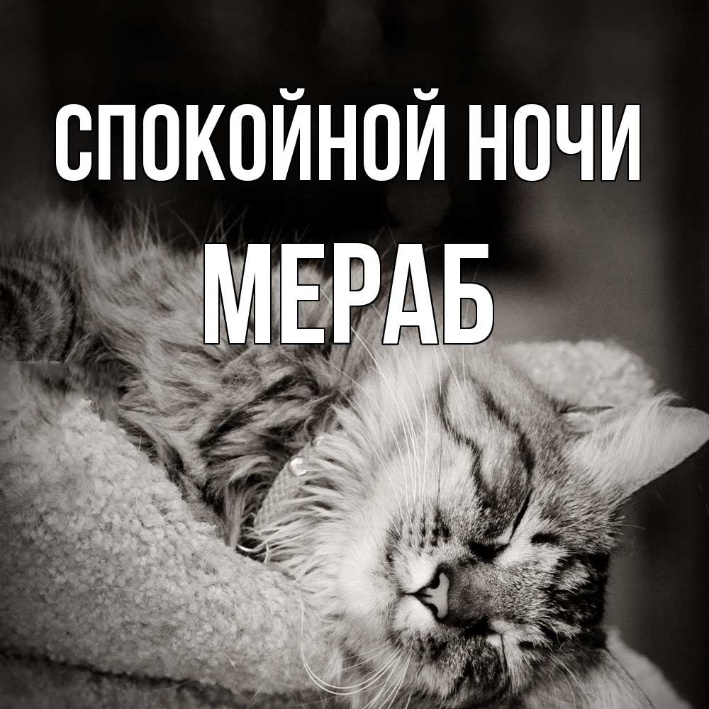 Открытка на каждый день с именем, Мераб Спокойной ночи котярик пушистый Прикольная открытка с пожеланием онлайн скачать бесплатно 