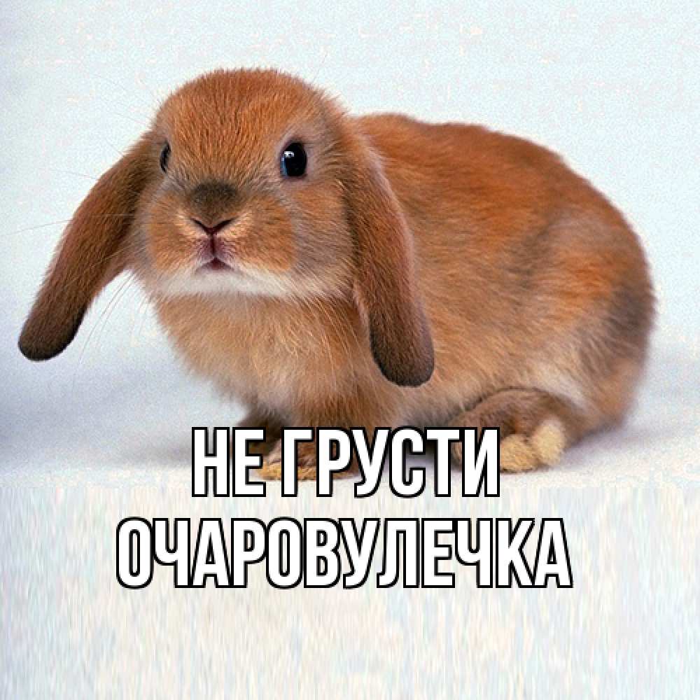 Открытка на каждый день с именем, Очаpовулечка Не грусти рыжий зая Прикольная открытка с пожеланием онлайн скачать бесплатно 