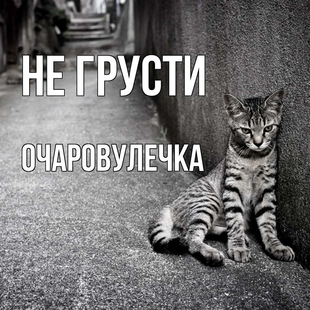 Открытка на каждый день с именем, Очаpовулечка Не грусти скучающий котик Прикольная открытка с пожеланием онлайн скачать бесплатно 