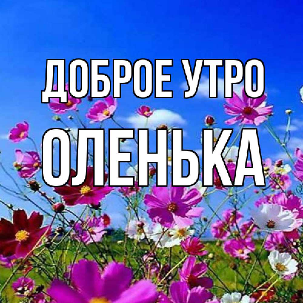 Открытка на каждый день с именем, Оленька Доброе утро сиреневые цветы Прикольная открытка с пожеланием онлайн скачать бесплатно 