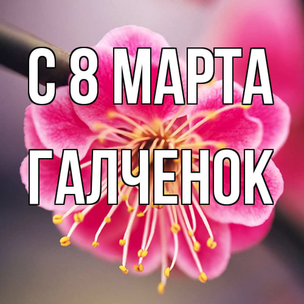Открытка на каждый день с именем, Галченок C 8 МАРТА цветы Прикольная открытка с пожеланием онлайн скачать бесплатно 