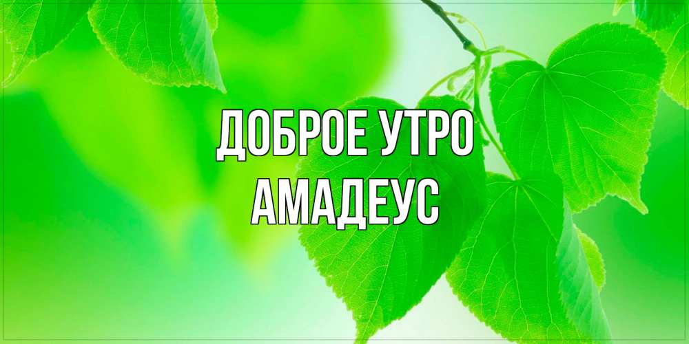 Открытка на каждый день с именем, Амадеус Доброе утро доброе утро с березовыми листьями Прикольная открытка с пожеланием онлайн скачать бесплатно 