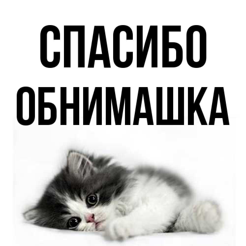 Открытка на каждый день с именем, обнимашка Спасибо черный и белый кот Прикольная открытка с пожеланием онлайн скачать бесплатно 