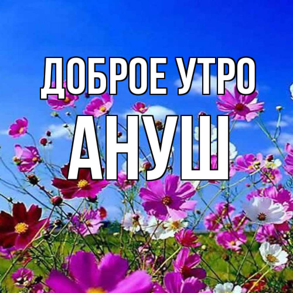 Открытка на каждый день с именем, Ануш Доброе утро сиреневые цветы Прикольная открытка с пожеланием онлайн скачать бесплатно 