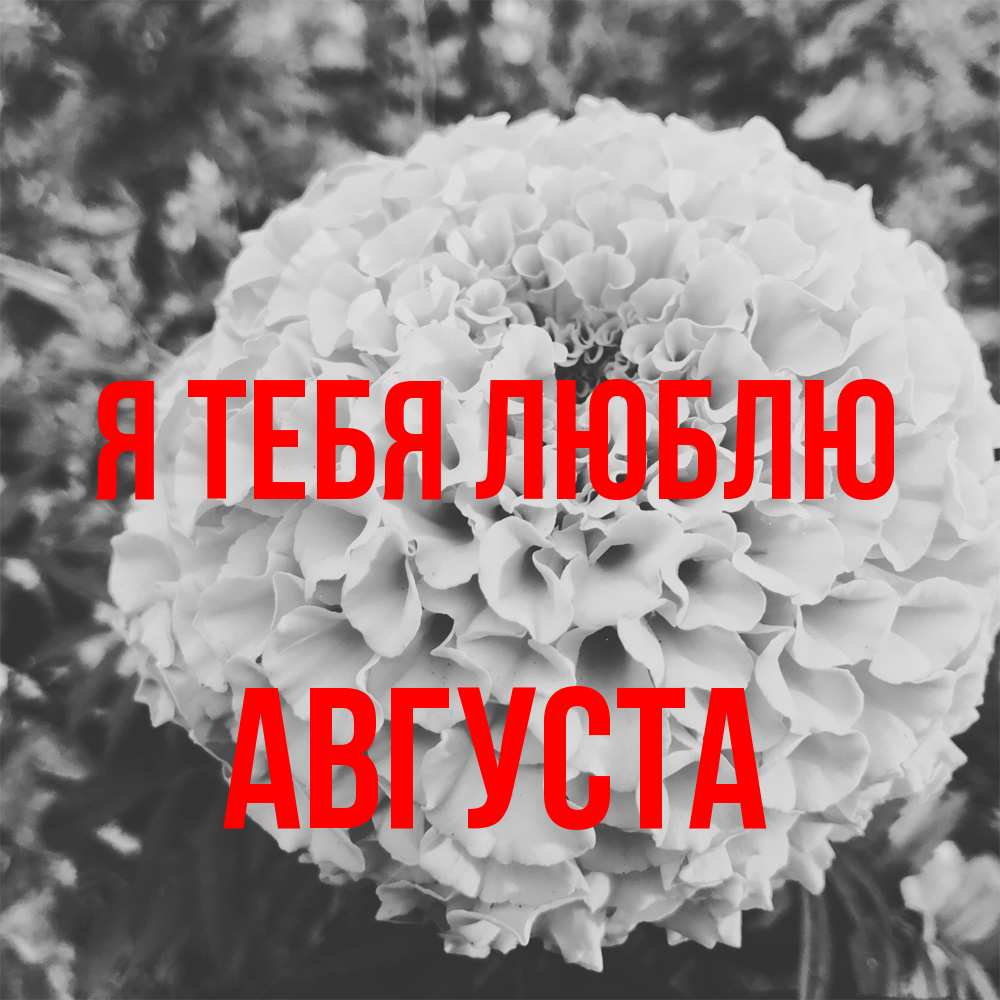 Открытка на каждый день с именем, Августа Я тебя люблю подпись Прикольная открытка с пожеланием онлайн скачать бесплатно 