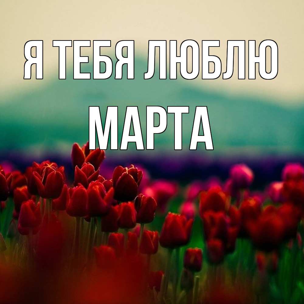 Открытка на каждый день с именем, Марта Я тебя люблю тюльпаны 4 Прикольная открытка с пожеланием онлайн скачать бесплатно 