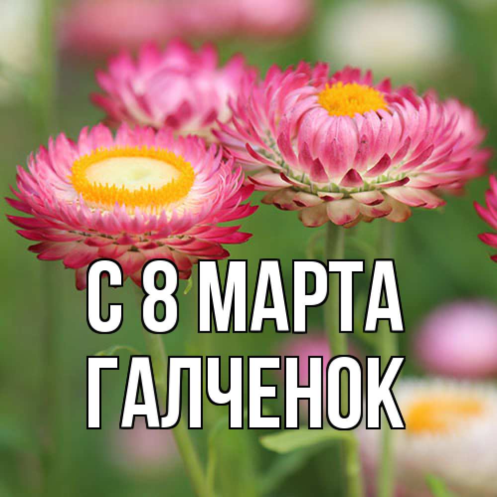 Открытка на каждый день с именем, Галченок C 8 МАРТА подарок на международный женский день Прикольная открытка с пожеланием онлайн скачать бесплатно 